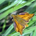 large skipper (Ochlodes venatus) Kenneth Noble
